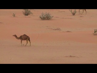 testing the new porsche macan in the uae desert (2013) hd 720