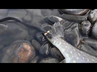 snake pokes a pike